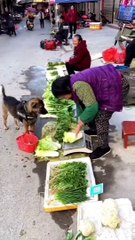 Ce chien fait son marché... trop mignon