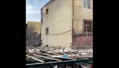 Un chat chasse un pigeon... enfin presque