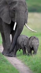 Elephant and Elephant Kid Morning walk