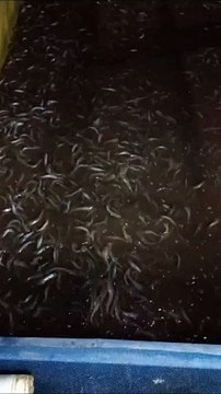 Kapan waktu SORTIR ikan lele yang tepat❓Agar tidak stress atau mati setelah disortir