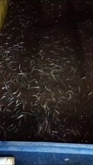 Kapan waktu SORTIR ikan lele yang tepat❓Agar tidak stress atau mati setelah disortir