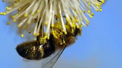 Diario de una Abeja: La Vida Secreta de las Guardianas del Panal