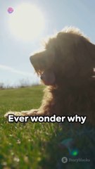 The Bernedoodle: Americas Favorite Canine