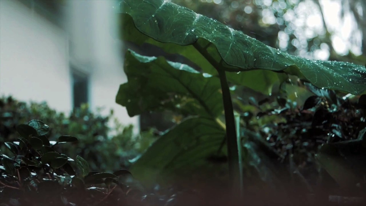 Contemplations Pluviales : Méditation Naturelle