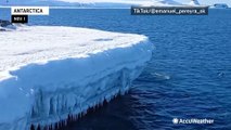 Penguins try to jump high ice wall in Antarctica