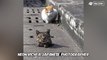 When stray cats find drain pipe holes, they immediately start to have a blast