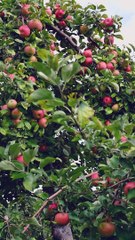 في المغرب تفاح مناطق الاطلس الكبير