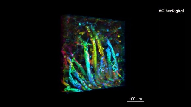 Fungo causador de doenças de 407 milhões de anos é encontrado