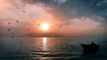 Video sea and birds at the sunrise  _ بحر وطيور وشروق الشمس