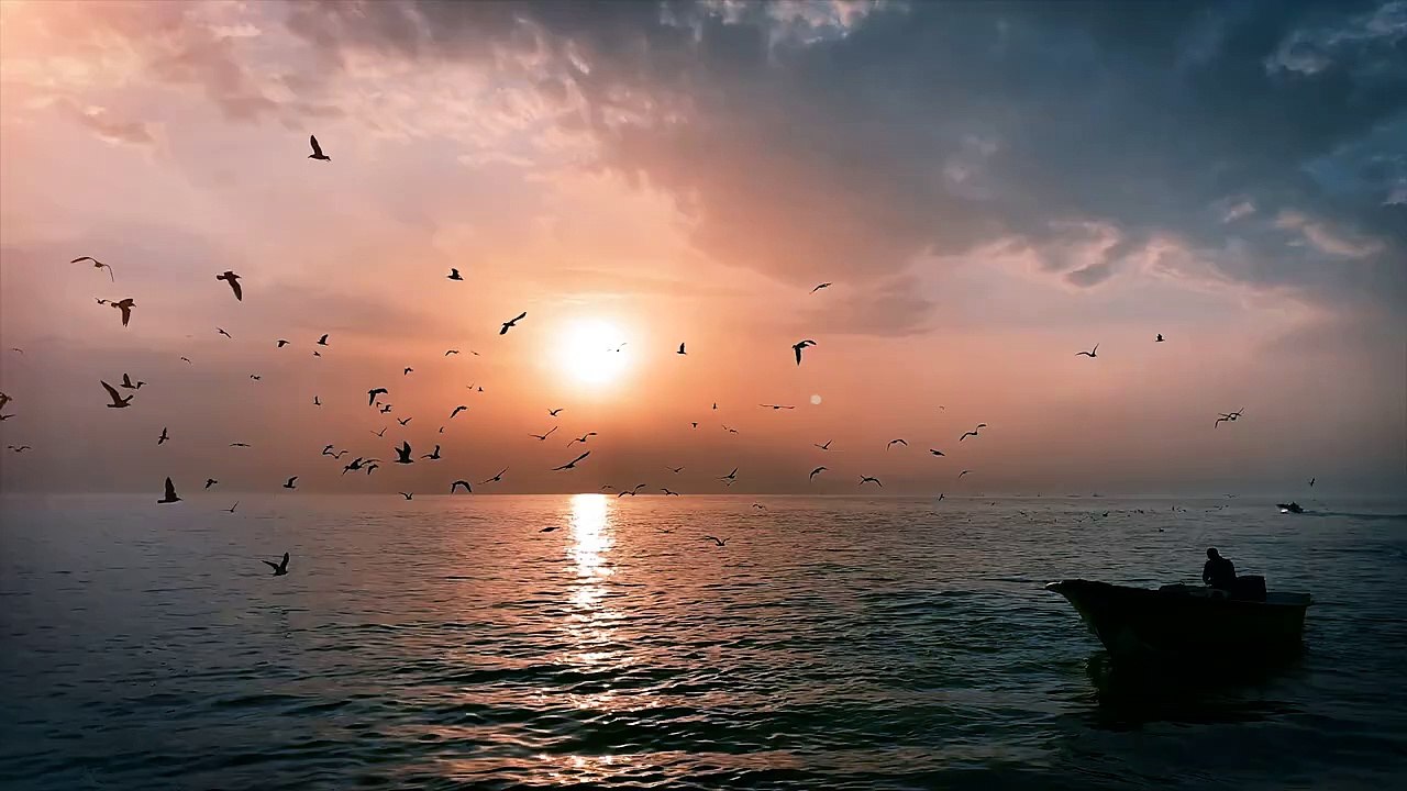 Video sea and birds at the sunrise  _ بحر وطيور وشروق الشمس