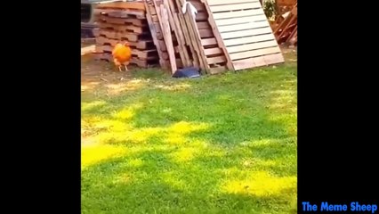 Try Not To Die Laughing 10 (MemeSheep Reupload)