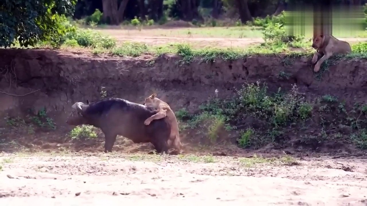 Wild animals