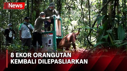 8 Ekor Orangutan Dilepasliarkan ke Taman Nasional Bukit Raya Kalimantan Tengah