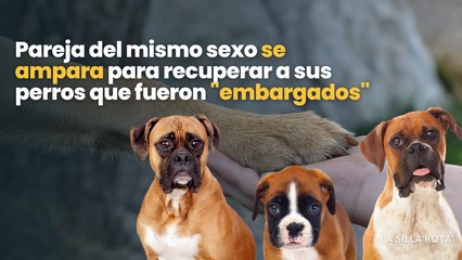 Pareja del mismo sexo se ampara para recuperar a sus perros que fueron "embargados"