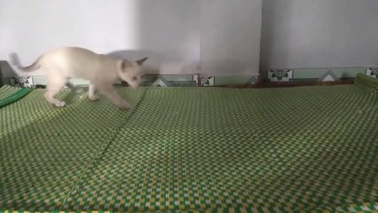 Katze niedlich videos _ cat cute videos (p11)