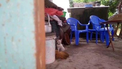 Katze niedlich videos _ The cute cat is very agile and playful