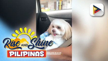 Cute dog na trending online na si Scotch, ating kilalanin!