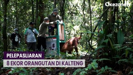 8 Ekor Orangutan Kembali Dilepasliarkan ke Taman Nasional Bukit Raya Kalteng
