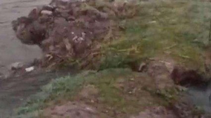 सवाई माधोपुर: ओवरफ्लो होकर टूटी मोरल बांध नहर, मचा हड़कंप, खेतों में भरा पानी