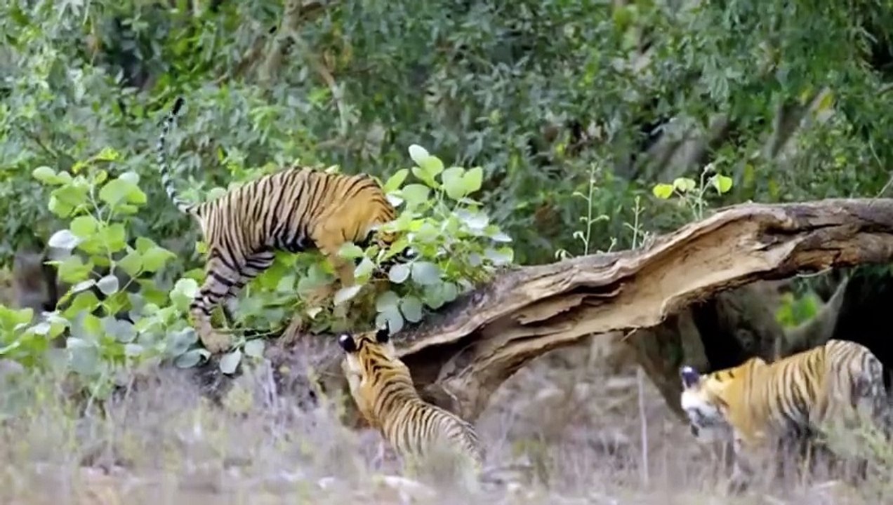 Harimau mengawasi rusa