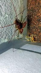 Tailless Whip Scorpion VS Camel Spider
