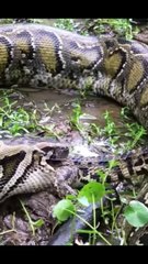 WOW Ular memangsa buaya