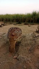 Partridge bird voice