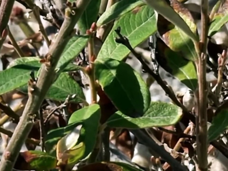 Kucing hutan memangsa burung camar