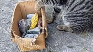 The cat plays with a rat