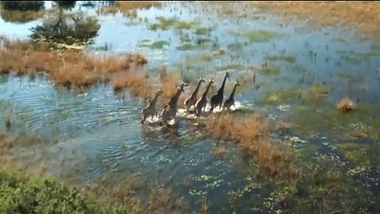 African Safari Bande-annonce (TR)