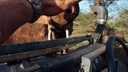 African Safari Bande-annonce (IT)