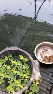 Budidaya ikan lele itu bisa jadi usaha pokok bisa juga dijadikan usaha sampingan