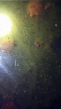 Pemberian cacing sutera minimal 15 liter untuk larva lele hasil pemijahan sepasang indukan lele