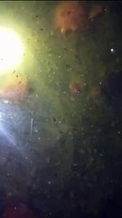 Pemberian cacing sutera minimal 15 liter untuk larva lele hasil pemijahan sepasang indukan lele