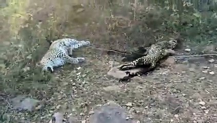 11 केवी विद्युत लाइन की चपेट में आने से नर व मादा पैंथर की मौत