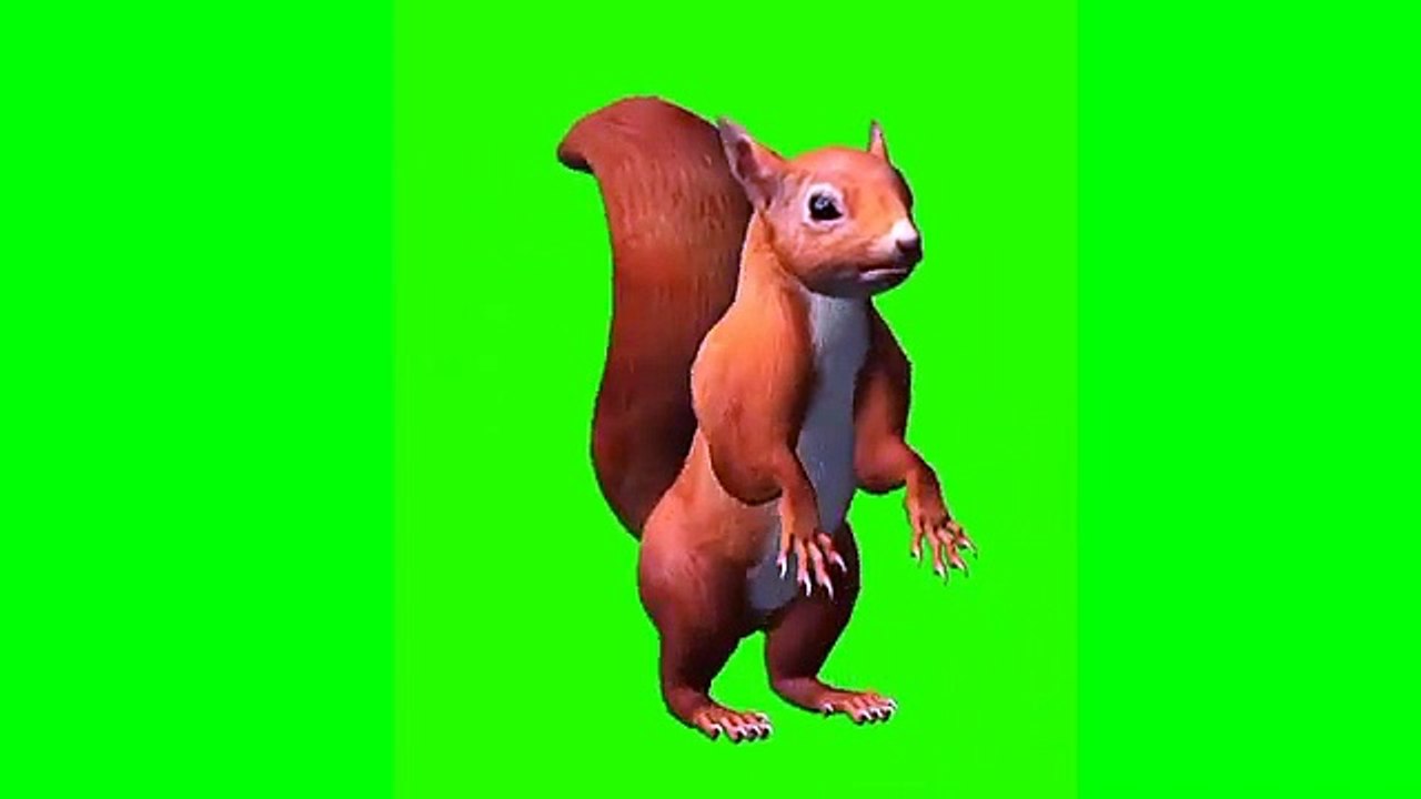 كروما سنجاب بخلفية خضراء للمونتاج _ كروما للمونتاج __ Green Screen a squirrel --️  _(360P)