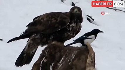 Ardahan'da kara akbaba görüntülendi