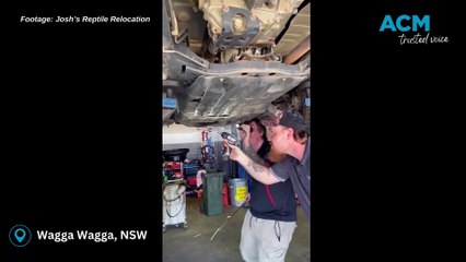 Red bellied black snake pulled from Wagga car