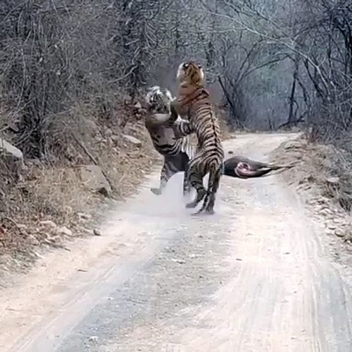 बाघ टी-120 व टी-121 में हुआ संघर्ष
