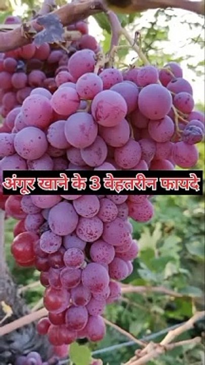 अंगूर खाने के 3 बेहतरीन फायदे #health