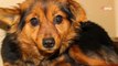 Maltraitance animale : ils sauvent 26 chiens enchaînés et lancent un appel à l'aide d'urgence