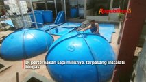 Memanfaatkan Kotoran Sapi Jadi Biogas di Selatan Jakarta