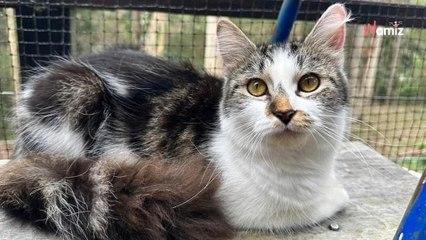 Un couple trouve une chatte dans la rue : très vite, il comprend que le temps presse