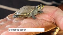 8 datos que tienes que saber de la nueva ley de bienestar animal