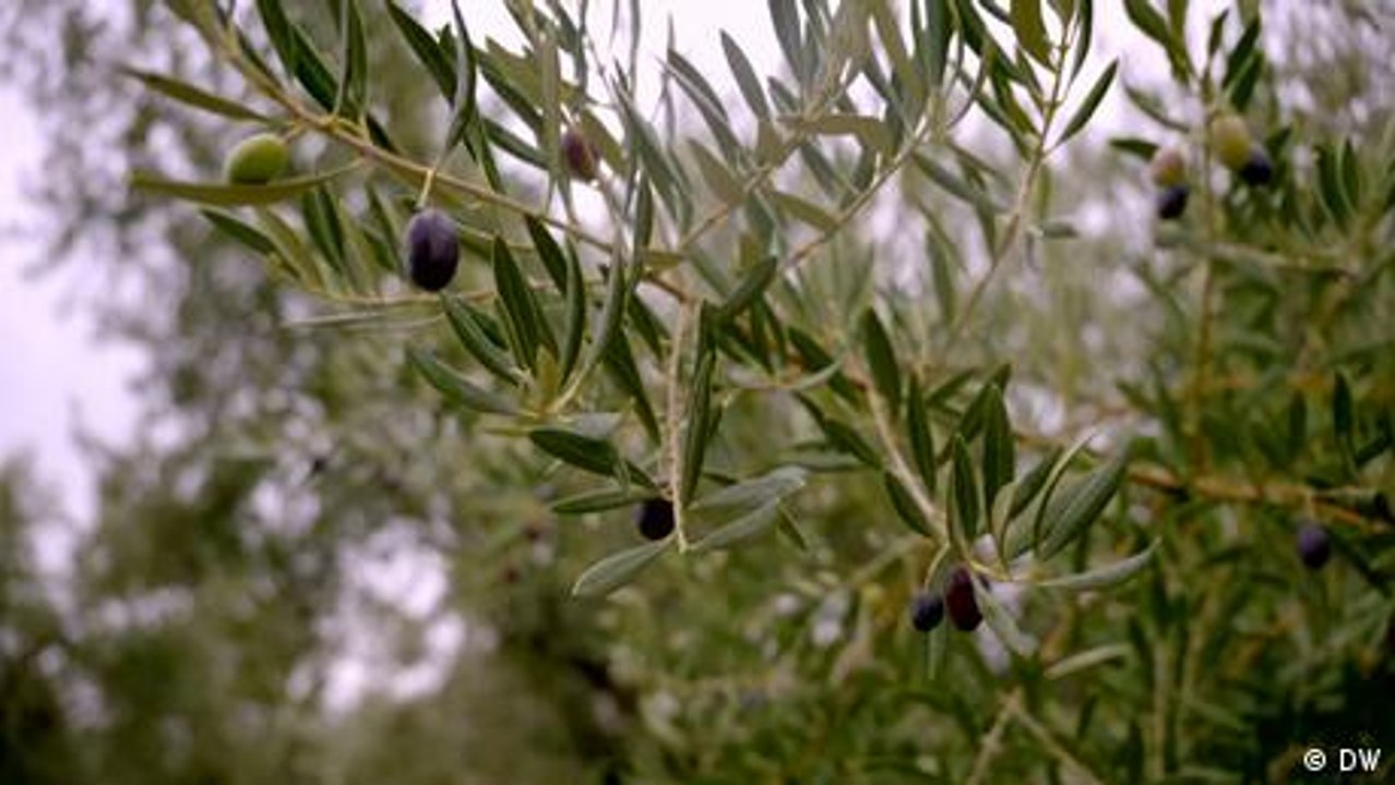 Spain – Olive growers in crisis