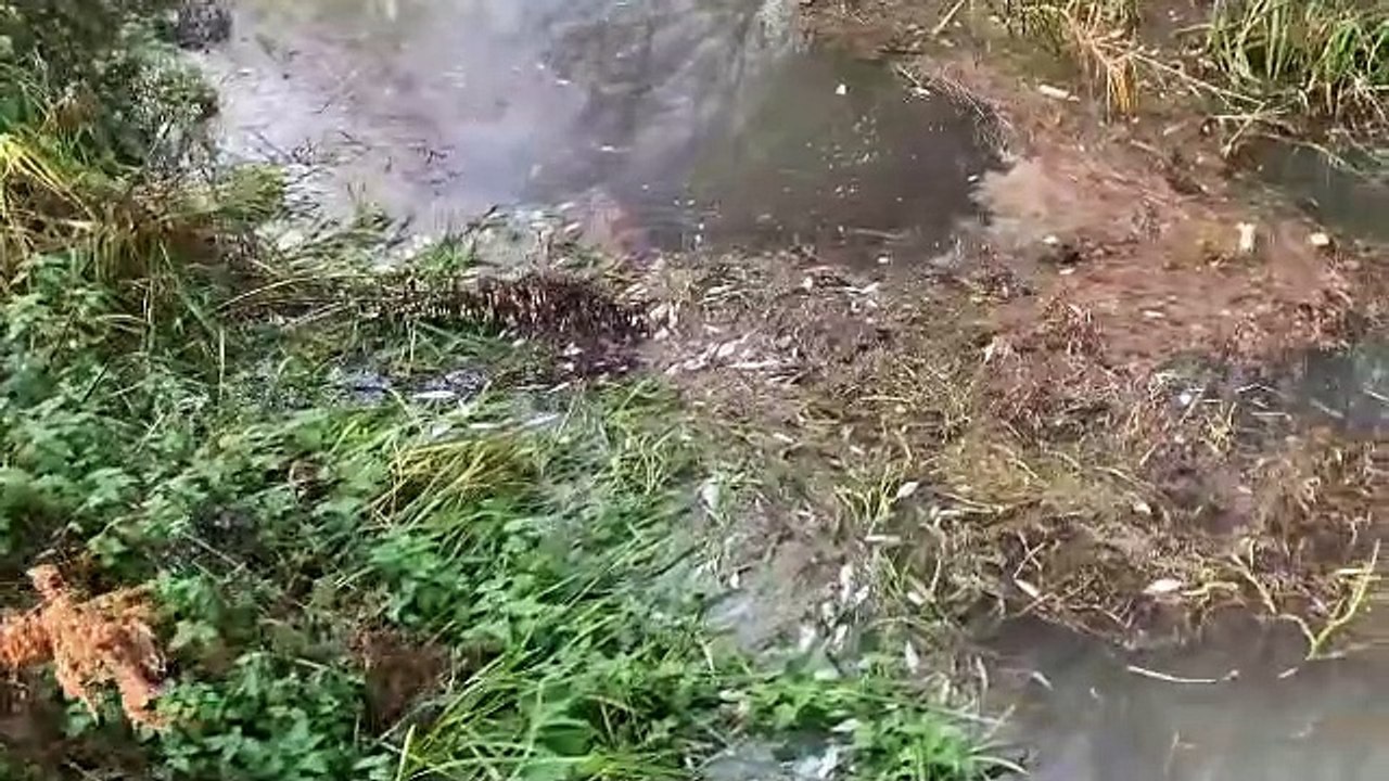 Dead fish following pollution incident