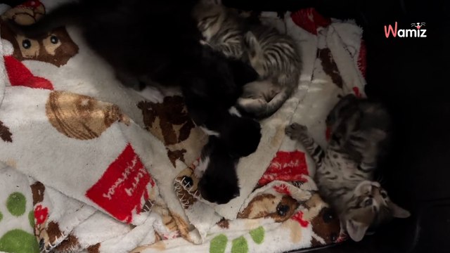 Une chatte est trouvée dans une chambre d’hôtel : l’animal cache un énorme secret