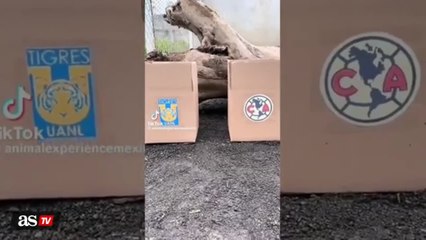 WATCH: A black bear named Kenya predicts the 2023 Apertura champion