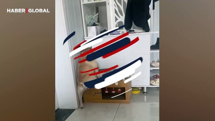 Sadece kedinin yanında yatarak uyumak isteyen köpek ona olan sevgisi ile şaşırttı