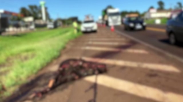 DER providencia retirada de corpo de cavalo que morreu atropelado na BR-277
